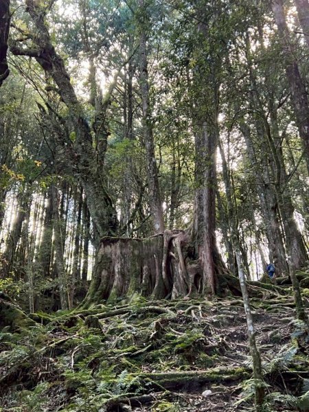 🌈11/15（六）松鶴上八仙山下森林遊樂區✨FB：熊熊趴爬走🌈2937643