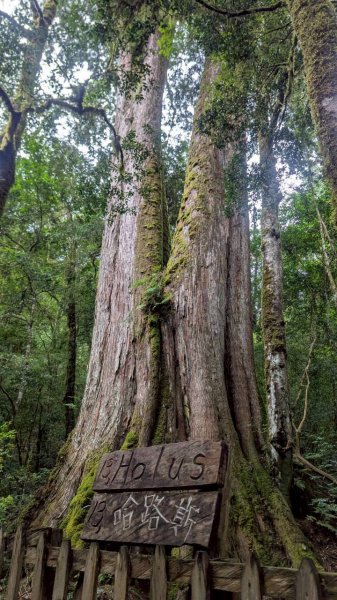 鎮西堡巨木步道群 (B區)2861198