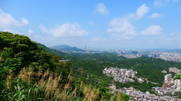 綬草（清明草、一線香或盤龍參）3038862