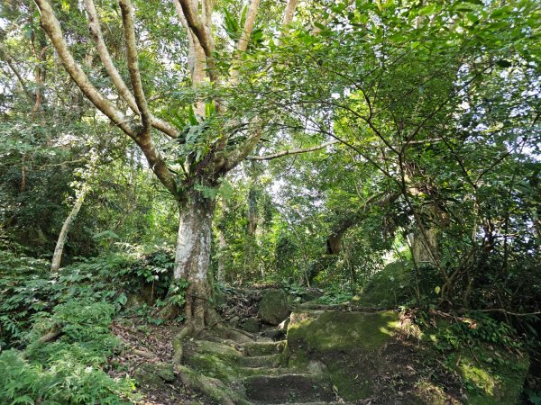 五指山橫向登山步道 - 2024森遊竹縣皮皮獅Hike客任務2555813