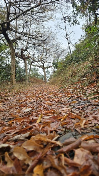 【撤退是智慧而非勇氣】17訪魔王小百岳-尾寮山。2995116