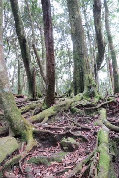 《台中》谷關七雄｜初登屋我尾山201703192890428