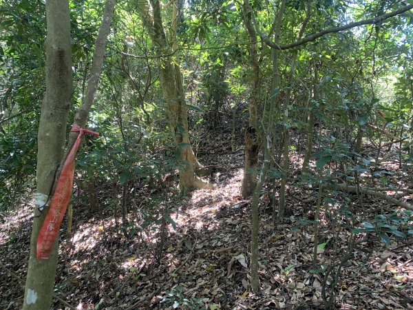 20250531屏東武潭山2803193