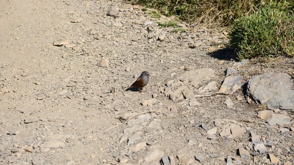 合歡山北峰 小溪營地 鷹角石 合歡北峰名樹2915352