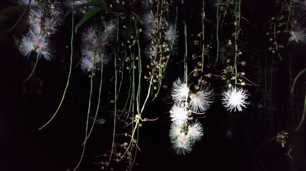 一夜的美麗141789