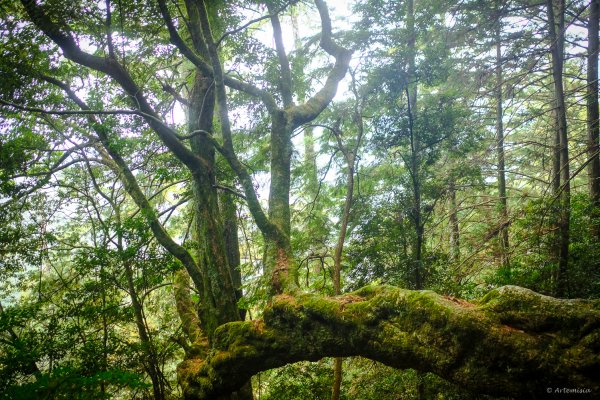 [冬訪大霸聖山岳參行]-大鹿林道東線榆金楓紅與九九山莊精選輯2974690