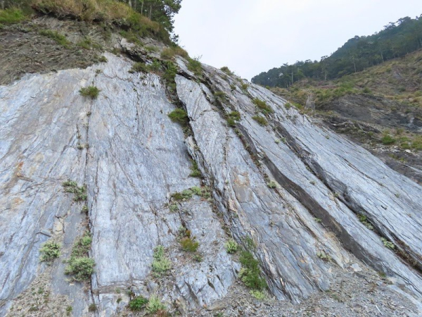 溪頭山 關山嶺山 Ｏ縱