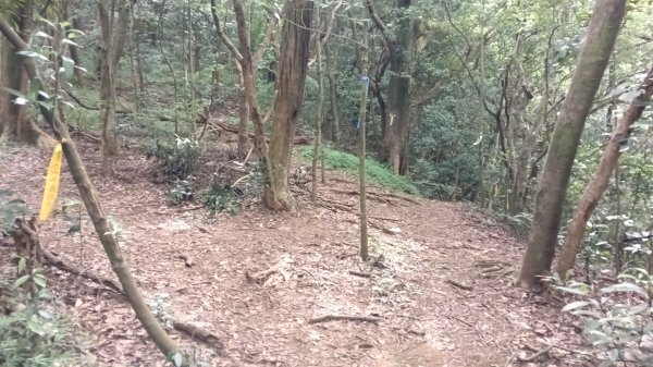三芝區竿尾崙古道-竿尾崙-清涼崙-大屯溪古道O型3095658