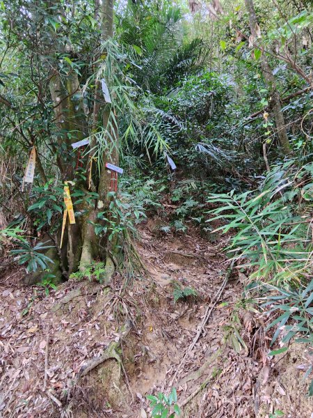 112/2/23龍鳳連稜2148202