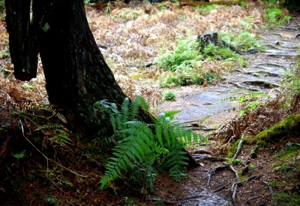 ◎ 水漾森林- 苦路篇 (鹿屈山前峰 vs 鹿屈山)85189