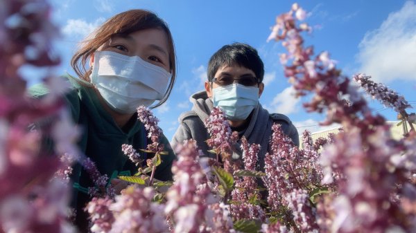 【桃園】紫爆來襲！戀戀仙草花1541379