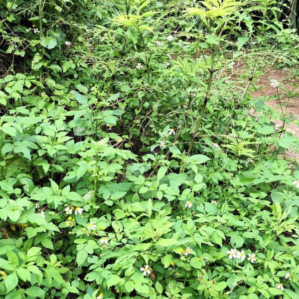 2025臺北大縱走：二子坪到關渡捷運站-第一段完成!2784706