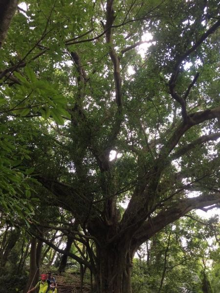 環大台北天際線第8段（迴龍-鶯歌）397674