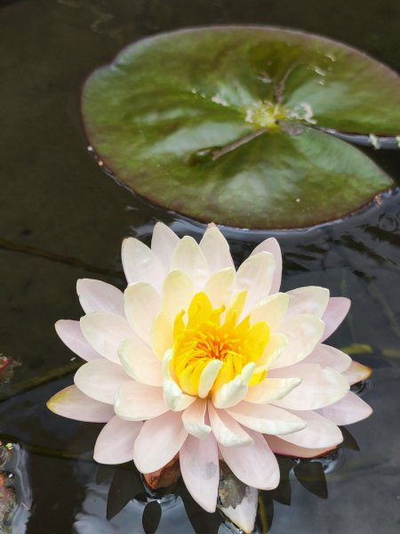 礁溪車站-跑馬古道-迴音谷瀑布-鵲子山2826646