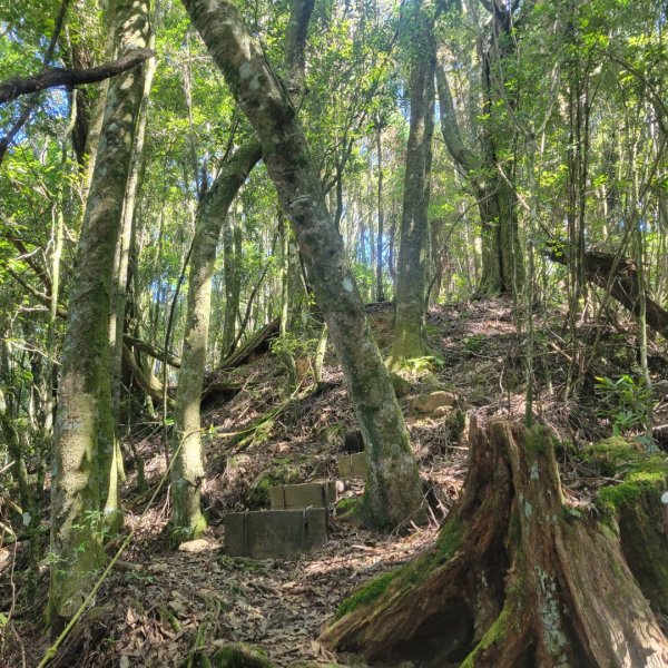 北坑山步道2336120