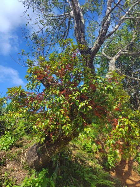 關頭山 舊武界越山 巴蘭山2892127