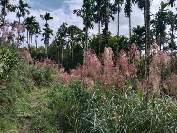 雙溪區冬陽下閃閃菅芒花2949415