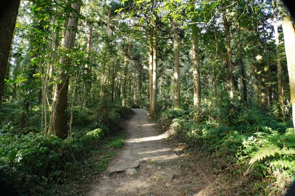南投 鹿谷 龍鳳山、龍鳳峽山、三叉崙山、水桶寮山、內樹皮山、羊頭崙山、志騰山、竹崙山、溪頭山2962246