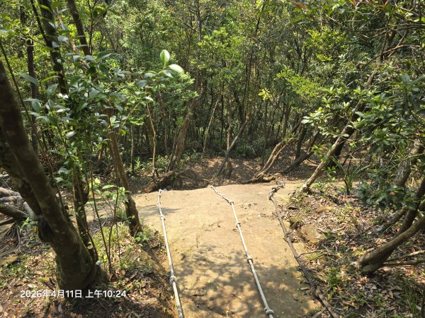 2026-04-11微笑山線：【二格山系】筆架連峰段3034582