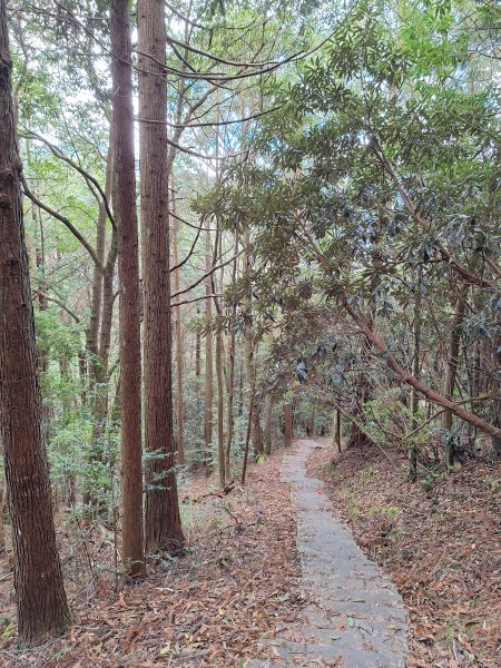 觀霧之榛山O型202411232653957