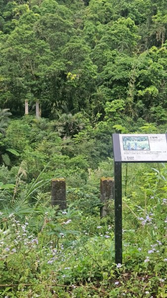 20250420古魯古道-大元山-大元國小2767380