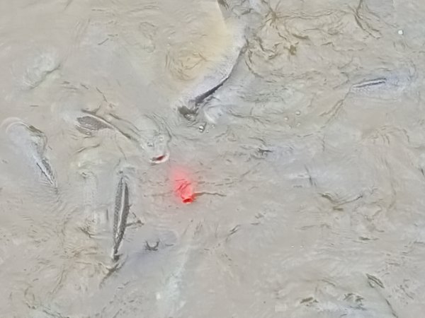 《綠草如茵、蒼松林立的中央大學 - 跟著兒子懷舊趣 》1380636