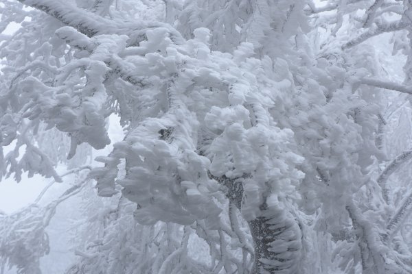  2021 D0101 純色北插1225513