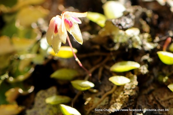 2026 D0311 ｜ 金枝雙花豆蘭