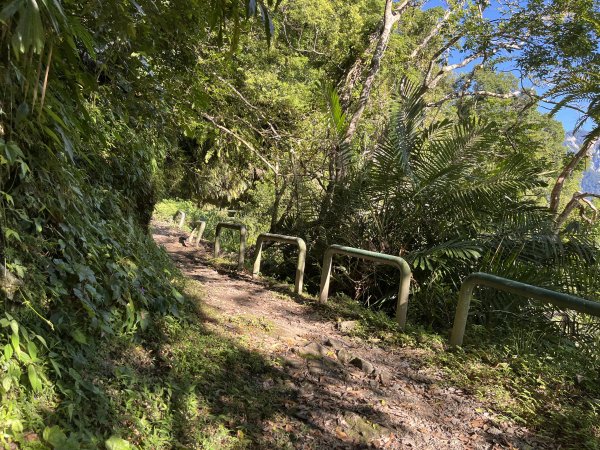 [玉山尋寶任務-03/12] 2025_0810 瓦拉米步道2857504