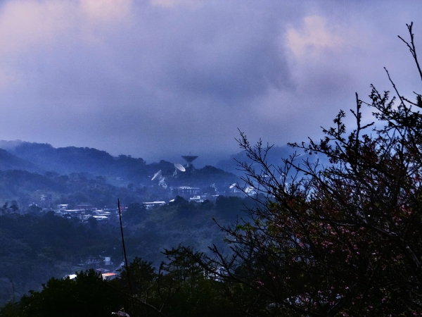 雨中寒櫻迎立春，狗殷勤古道賀新年 262335