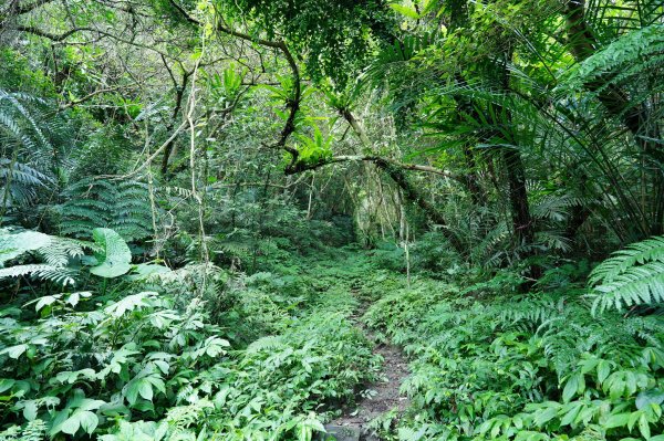 新北 三峽 白雞山、雞罩山2551203