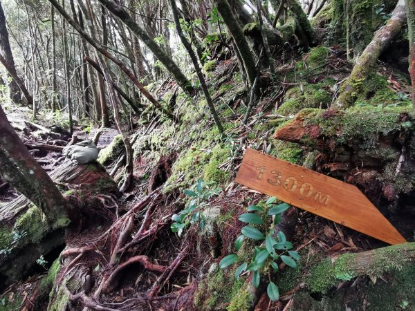 拉拉山裡，林相豐富的塔曼山 - 2022/2/51671801