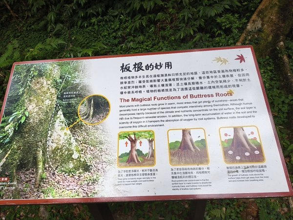 [百山百鳥尋旅-09/15] 2025_0920 滿月圓國家森林遊樂區步道群2893073