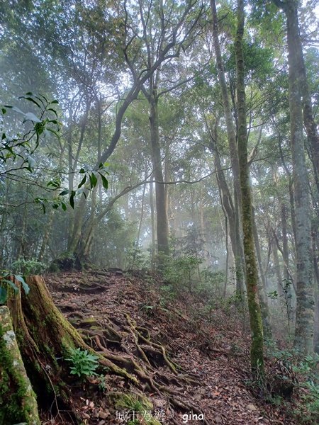 【台中和平】迷霧山林。 谷關七雄~屋我尾山(大雪山北登山口)2339068