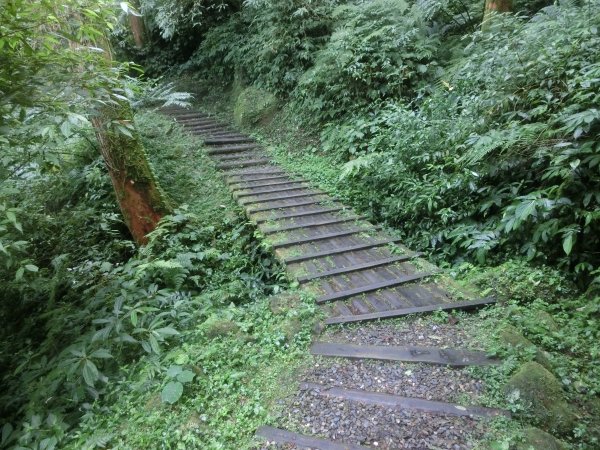 溪頭銀杏神木彩虹橋459524