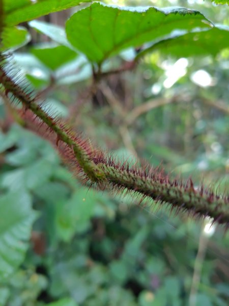 九芎頭步道-雲頂步道-二延平步道-二延平山-茶霧之道2773818