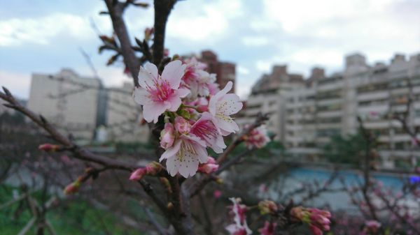 東湖樂活公園賞櫻 2017.02.04140598