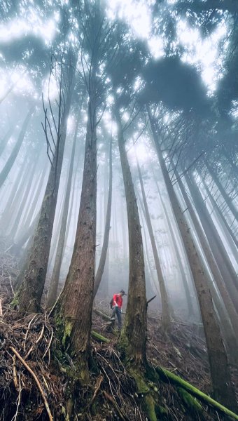 尋幽訪古遊走千年巨木和幻霧美森的樂山林道2882356