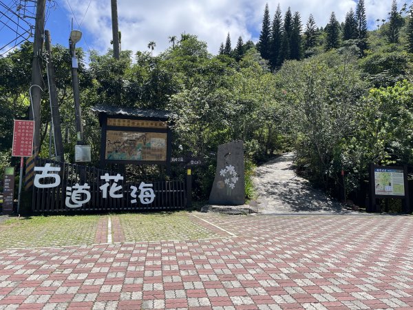 [山頂鳥40周年會員大縱走-05/15] 2024_0706 梅峰古道2546043