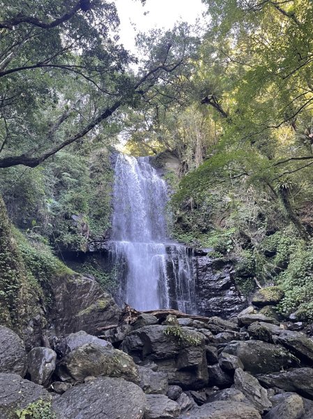 卡保逐鹿山毛欅2935497