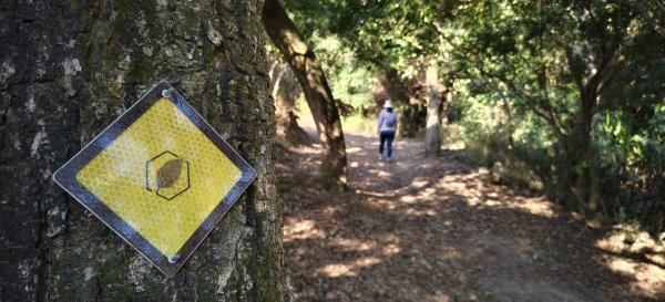 2026/01/04_龍峎頂+肚兜角步道2978136