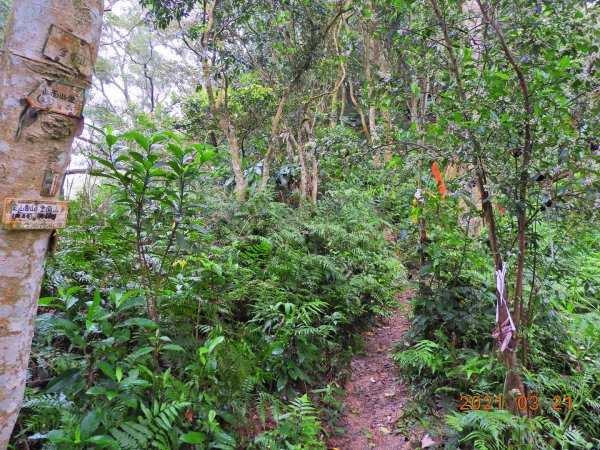 桃園 大溪 金面山、金山面山1315355