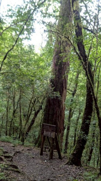 鎮西堡巨木步道群 (B區)2861202