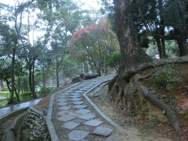 角板山梅櫻楓景239705