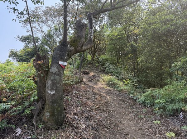 [微笑山線_第八段] 2026_0411 二格山系_炙子頭山3035089