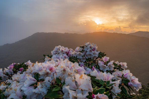 20220424合歡高山杜鵑二訪