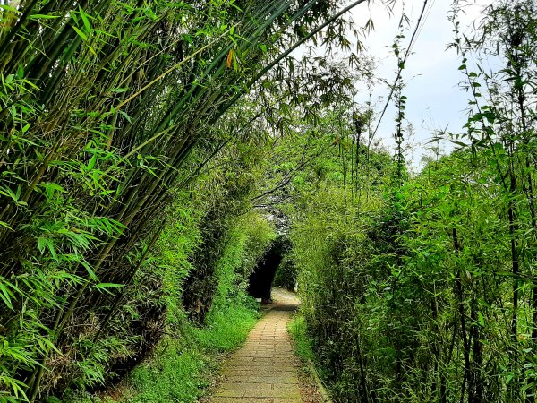 走遍陽明山：擎天崗系｜竹林小徑，遇見清幽潺潺溪流2096479