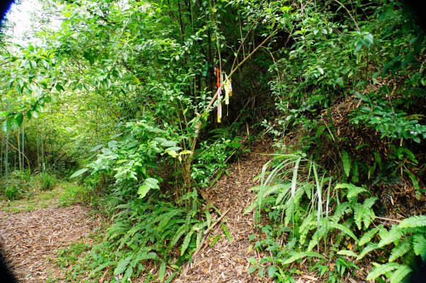 新竹 尖石 那羅山、煤源山3068648