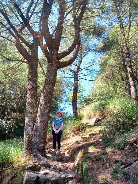 【台中和平】雪山神木步道x小雪山天池步道2933130