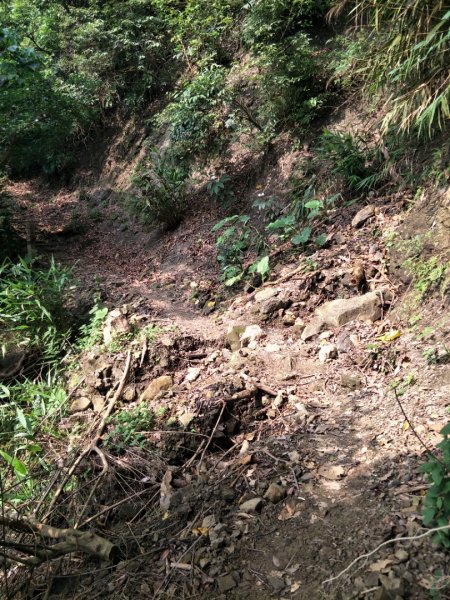 龍麟山步道1462830